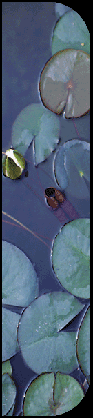 Water Lillies